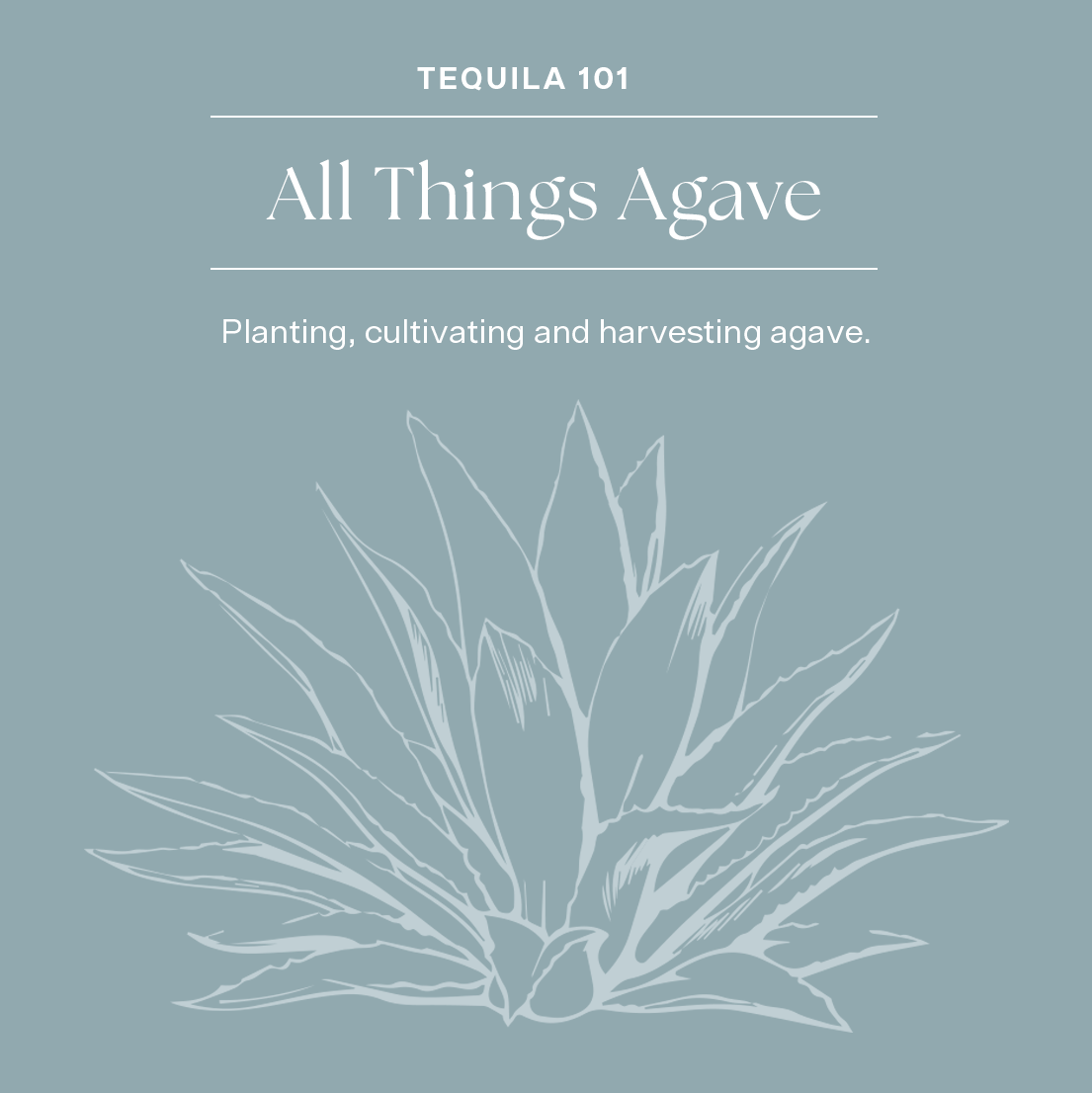 Tequila 101: All Things Blue Weber Agave